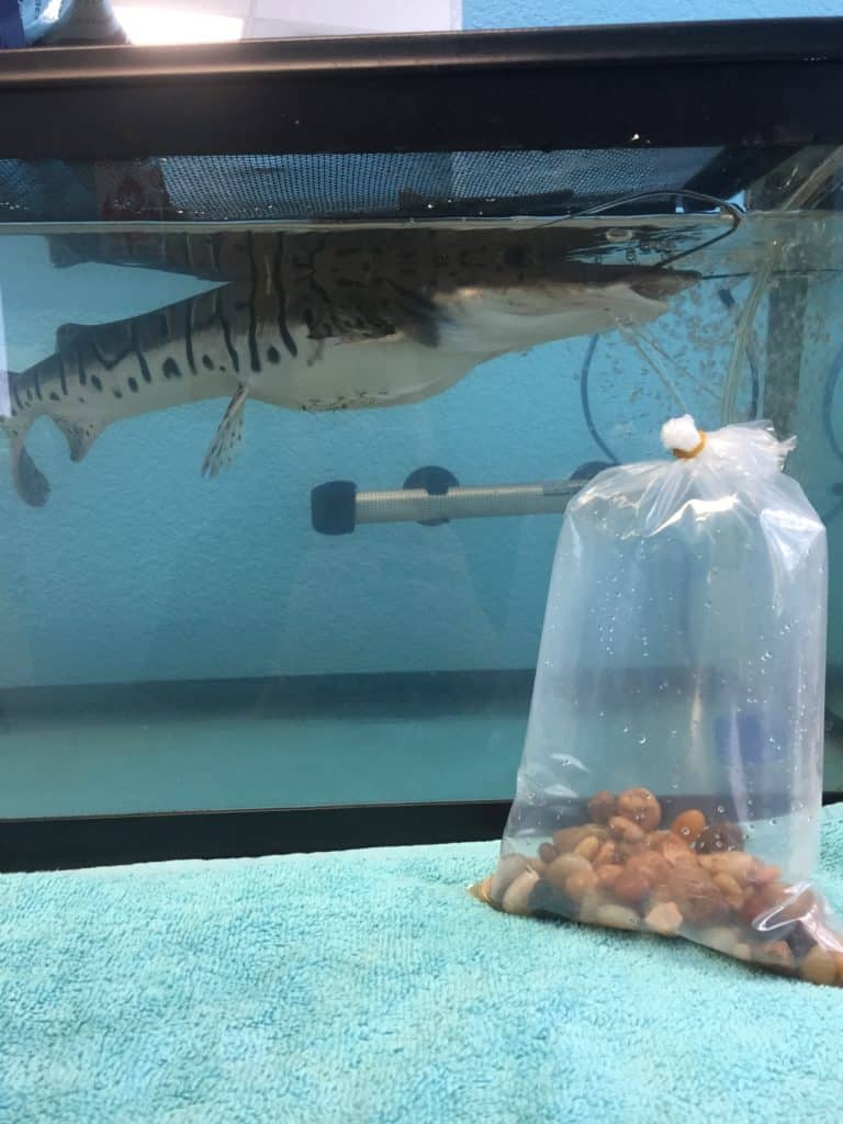 a fish in a tank with a plastic bag.