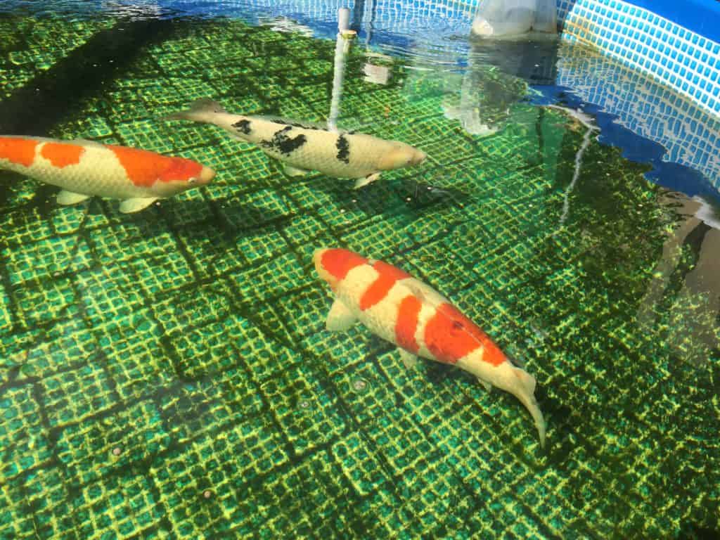 two orange and white koi fish swimming in a pond.