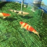 two orange and white koi fish swimming in a pond.