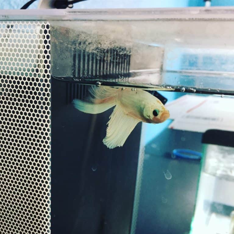 Fish Rescue Guide - Fish Vet