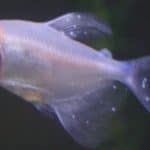 a close up of a fish in an aquarium.