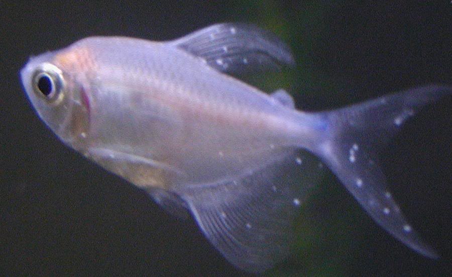 a close up of a fish in an aquarium.