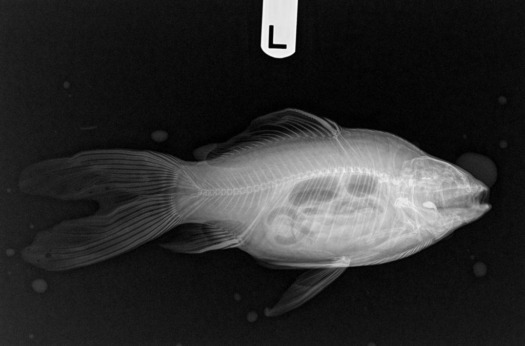 a black and white photo of a fish skeleton.