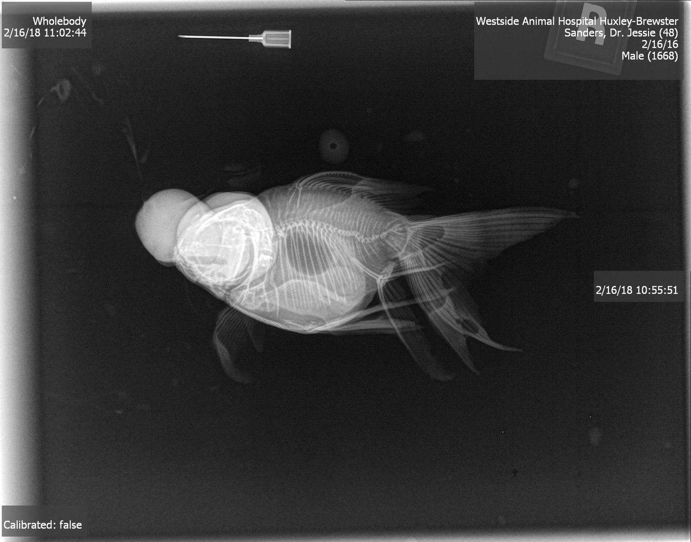 Fish x-ray