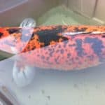 an orange and black fish sitting on top of a table.