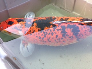 Koi exhibiting typical dropsy appearance