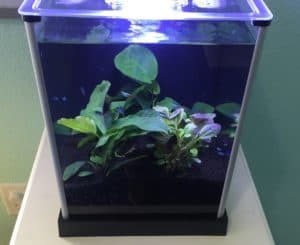 Plants in fish tank with neon tetras