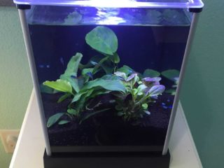 a fish tank with plants inside of it.