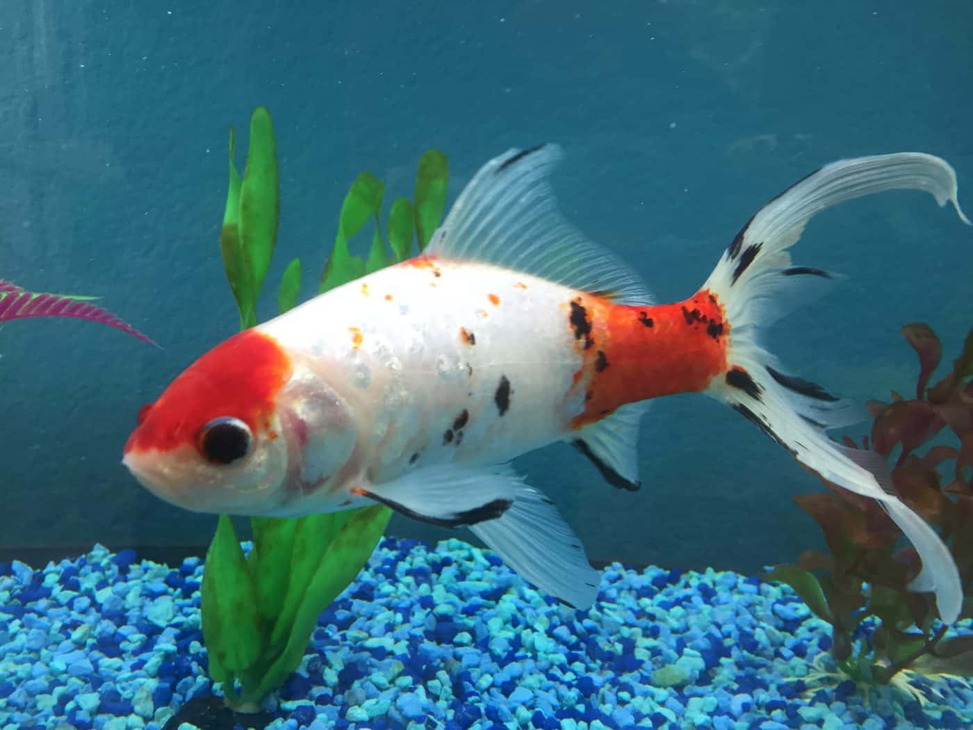 Fish floating at top of outlet tank