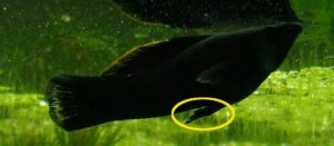 male mollie with pointed anal fin livebearer fish