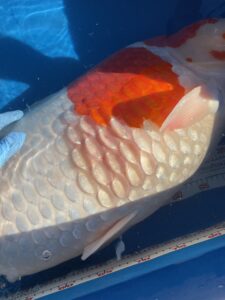 koi with dropsy bruise