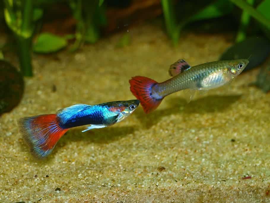 two livebearer fish swimming in the sand