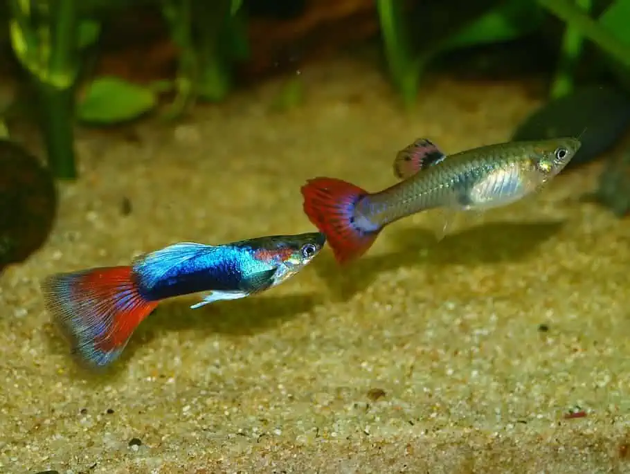 two livebearer fish swimming in the sand