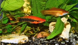 Two swordtail fish swimming in an aquarium with livebearer plants.