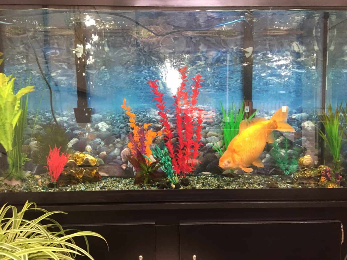 golden fish aquarium