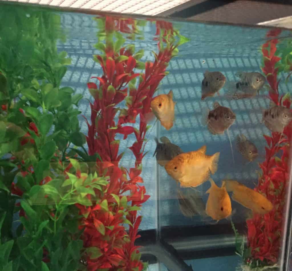a fish tank filled with lots of different types of fish.