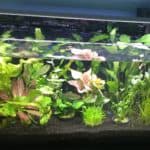 a fish tank filled with plants and water.