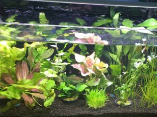 a fish tank filled with plants and water.