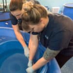 two women in black shirts cleaning a blue tub.