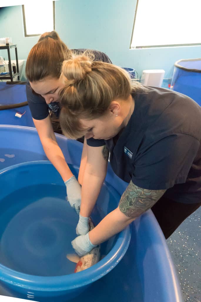 two women in black shirts cleaning a blue tub.