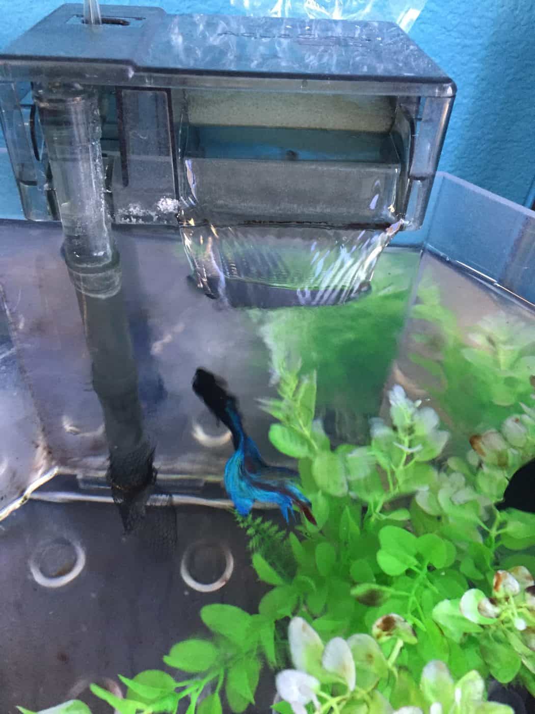 Preventing Disease in Pet Fish Tanks and Ponds - Fish Vet - Preventing Bacterial Infections In Fish Tanks