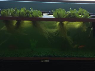 a fish tank filled with water and plants.