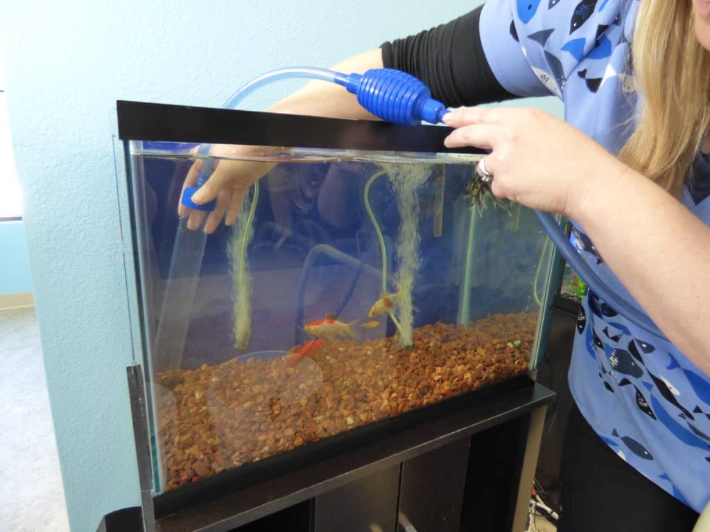 cleaning fish tank substrate with gravel vacuum