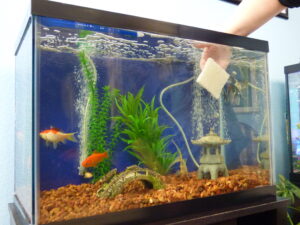 A person using a sponge to clean a fish tank.