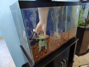 A fish tank in a store, demonstrating how to clean.