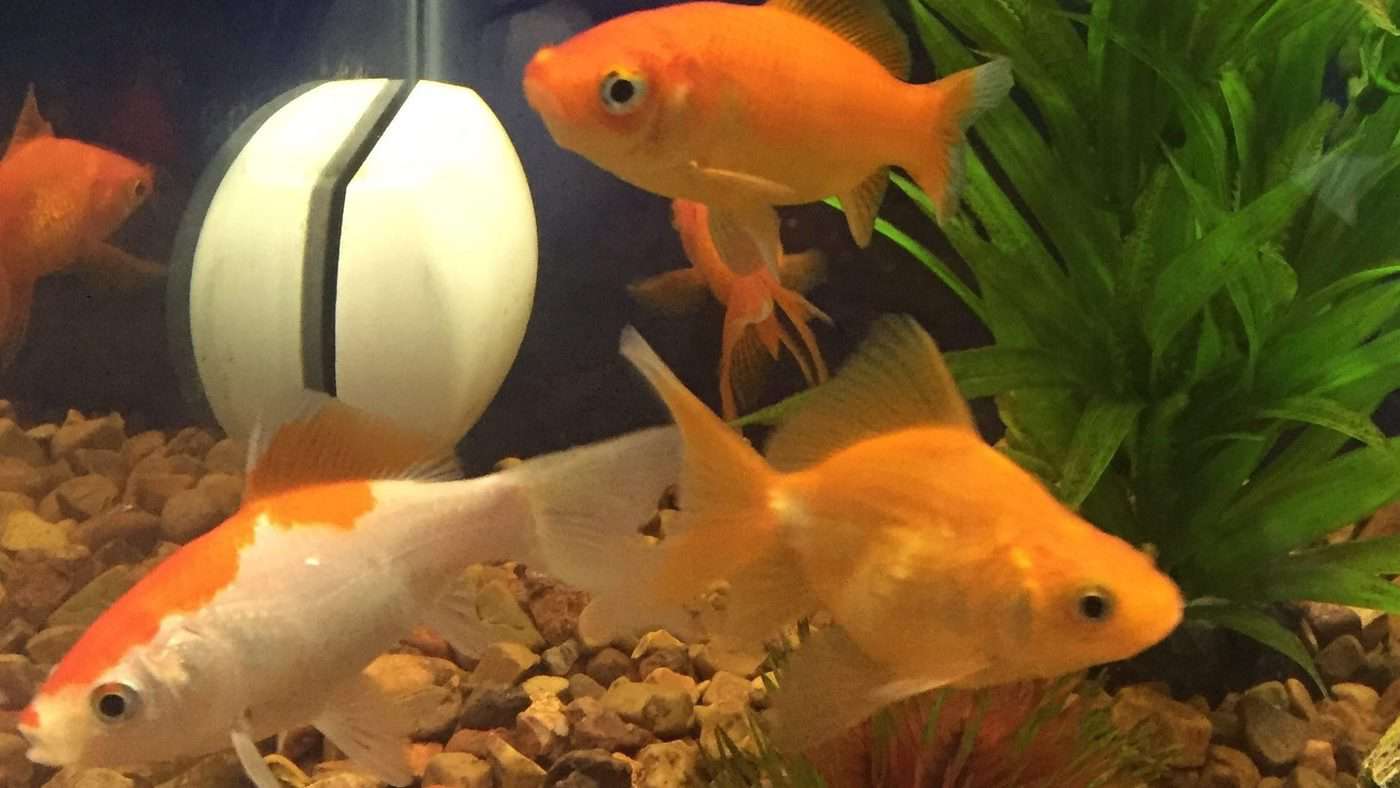 How to Properly Take Care of Your First Fish Fish Vet