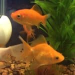 a group of goldfish swimming in an aquarium.