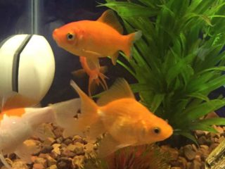 a group of goldfish swimming in an aquarium.