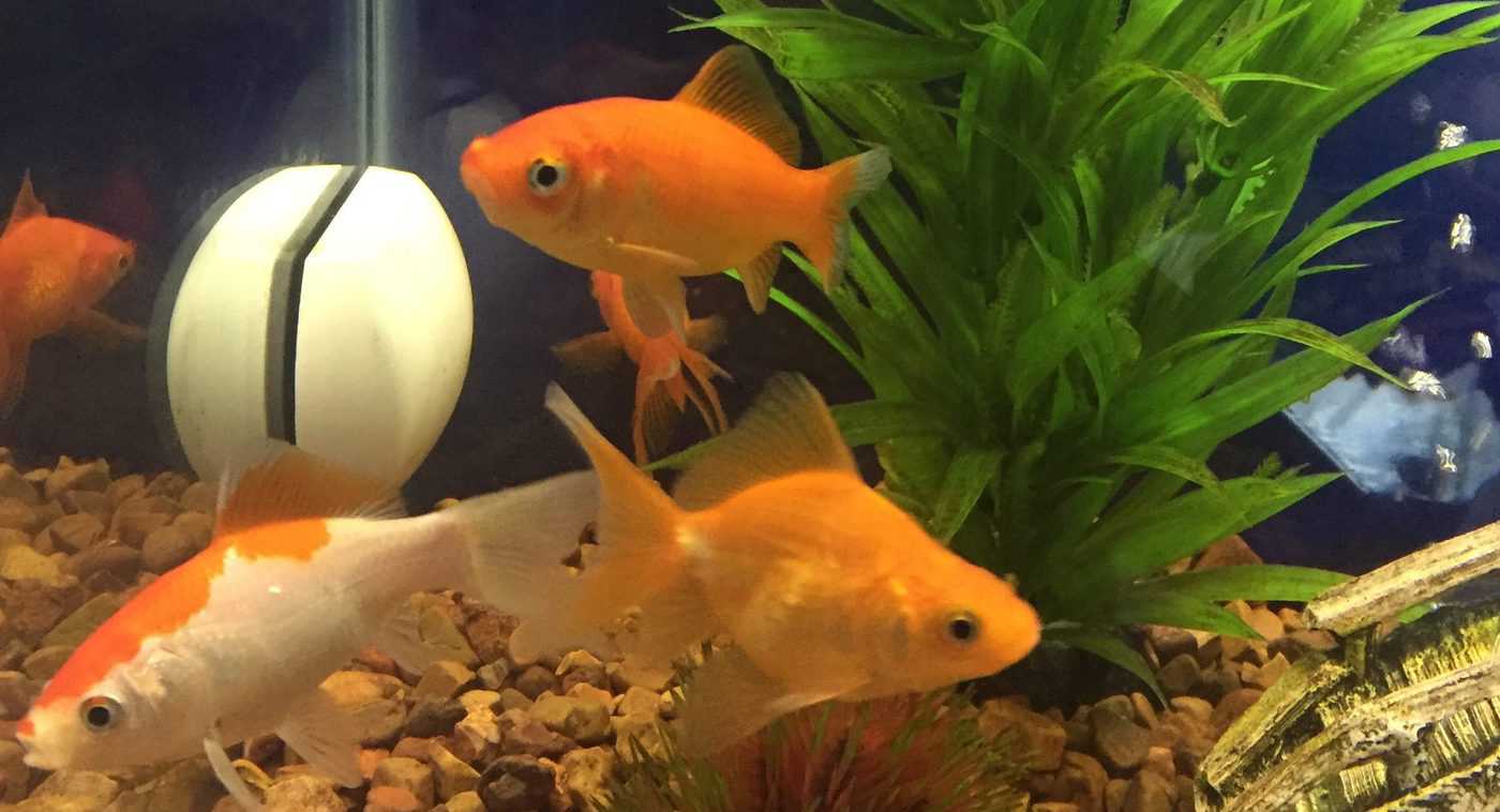 What do you feed goldfish? - Fish Vet