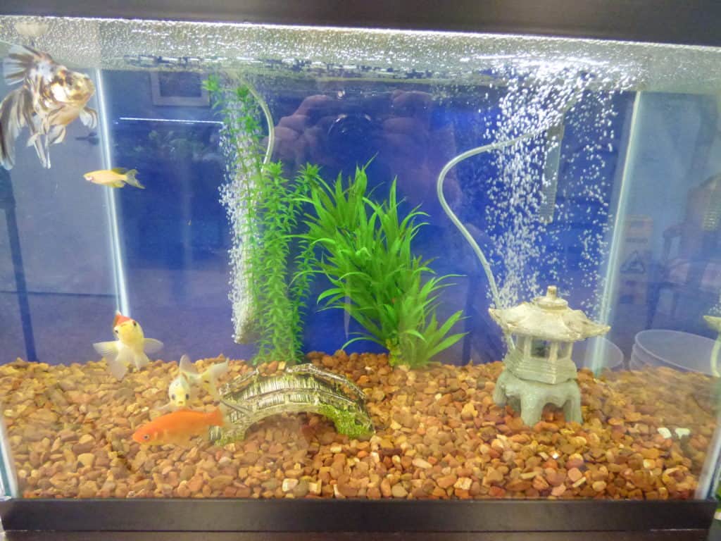 a fish tank filled with water and plants. how to clean a fish tank