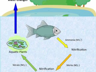 nitrogen cycle do fish get sick
