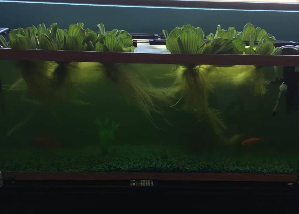 Fish Tank Algae