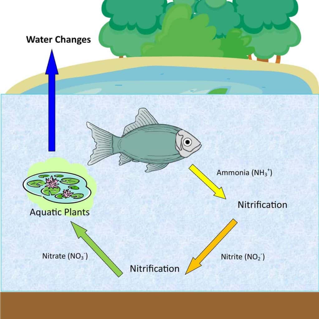 fish pond cycle