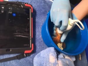 Goldfish ultrasound do fish get sick