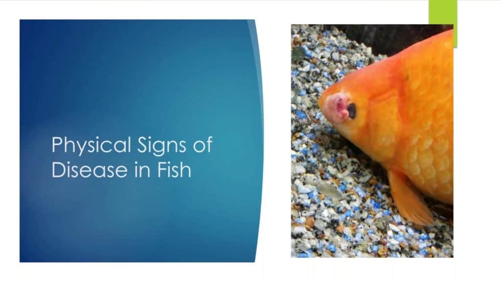 a picture of a goldfish with the words physical signs of disease in fish.
