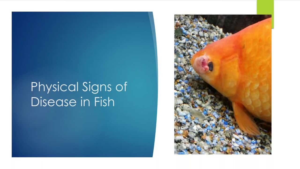 Clinical Signs of Sick Fish Fish Vet