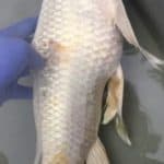 a fish is being held by a gloved hand.