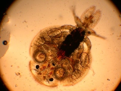 fish lice