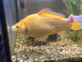 fish with cancer