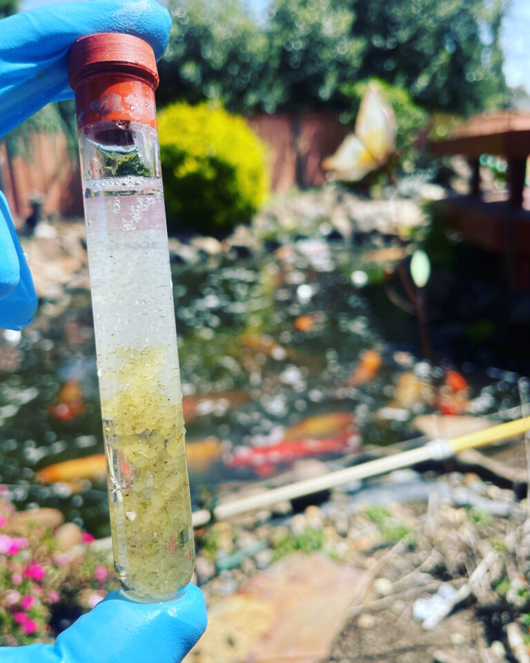 Koi Spawning How To Successfully Breed Baby Koi Fish Vet