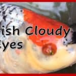 a close up of a fish with the words fish cloudy eyes.