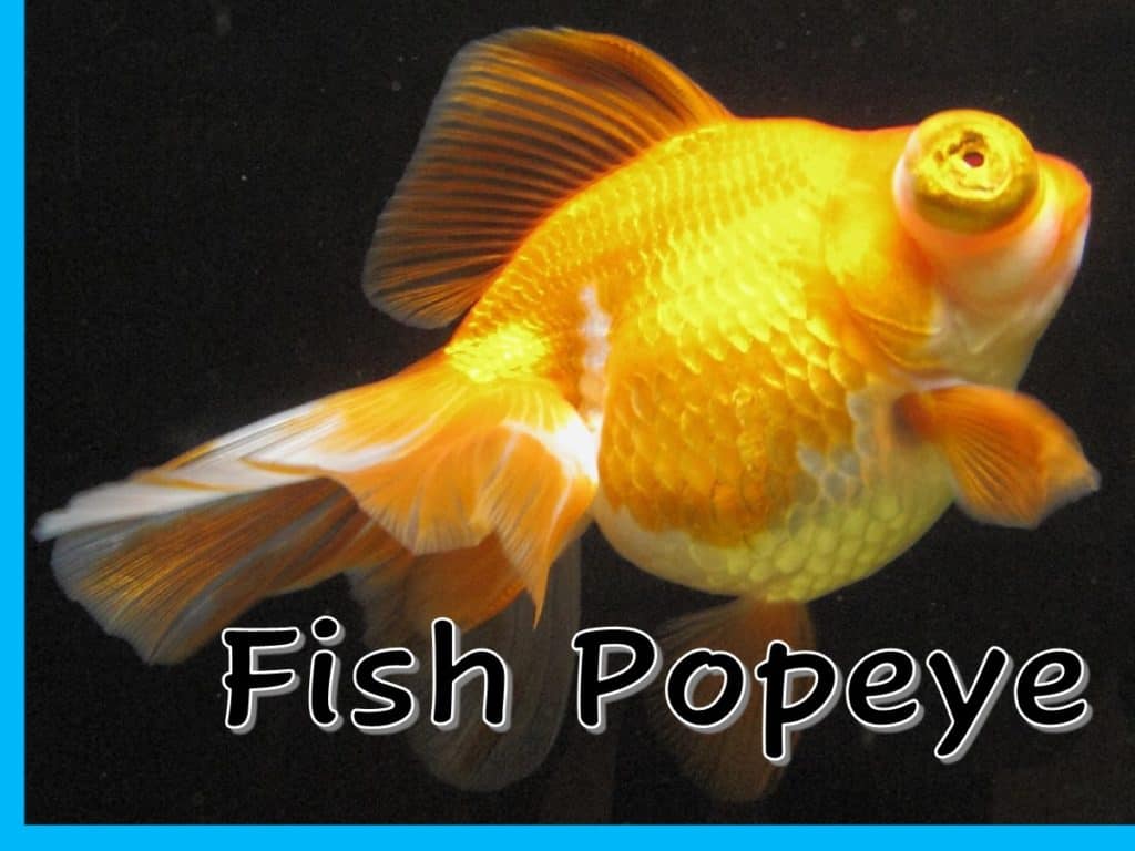 a goldfish with the words fish poppye in front of it.