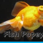 a goldfish with the words fish popeye in front of it.