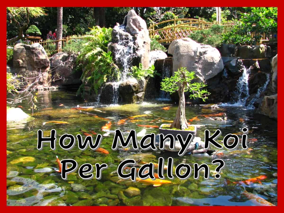 How Many Koi in 250 Gallon Pond: Optimal Stocking Tips