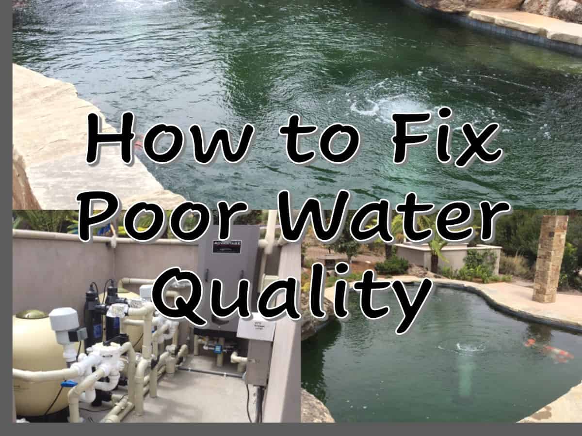 how-to-fix-poor-water-quality-fish-vet