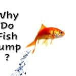 a fish jumping out of the water with the words why do fish jump?.